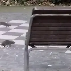 Podgane se podijo med zelenicami in igrali v Ljudskem vrtu