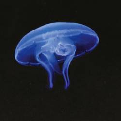 Raziskovalci so opazovali obnašanje meduz vrste Aurelia (UNIVERZA V TRSTU)