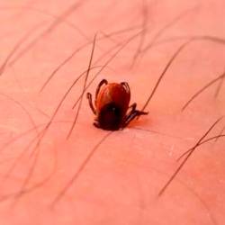 Klopi prenašajo infekcijske bolezni (ARHIV)