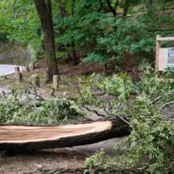 Tako je burja podrla drevo pri Bošketu oktobra 2021 ( FOTOD@MJAN )