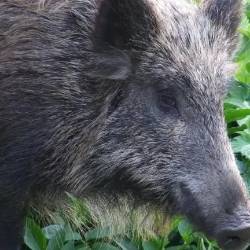 Povoženi divji prašič je povzrročil škodo na kar štirih vozilih