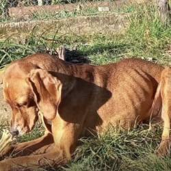 Psička Nina kmalu po zasegu ob koncu leta 2024 (LA CUCCIA)