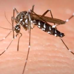 Virus Zahodnega Nila se na človeka večinoma prenaša s pikom okuženega komarja