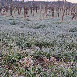 Slana na Valerišču v Števerjanu (FOTO TAMARA MIZERIT)