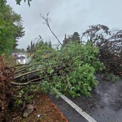 Veter je podrl drevo blizu letališča pri Briščikih (FOTODAMJ@N)