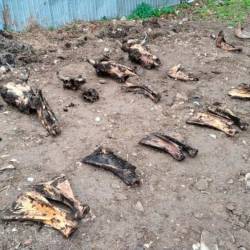 Preiskava je razkrila trupla vsaj devetih krav, zakopanih na območju kmetije (KARABINJERJI)