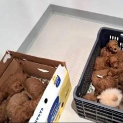 Tihotapili so šestnajst pudeljčkov in štiri špice