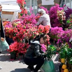 Cvetlični sejem Horti Tergestini (ARHIV)