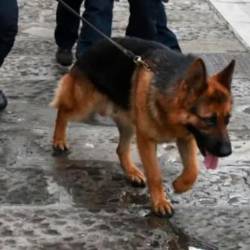 Izurjeni psi so ključni pri iskanju nedovoljenih substanc (FOTODAMJ@N)