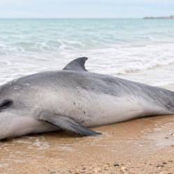 Poginuli delfin, ki so ga našli v Bašaniji (PU ISTARSKA)