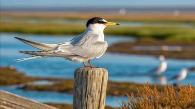 Mala čigra (Sternula albifrons) (KPSS)