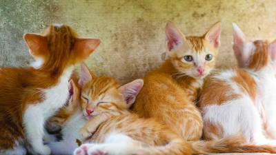 Mačke bo treba mikročipirati do 60. dneva starosti (PIXABAY)