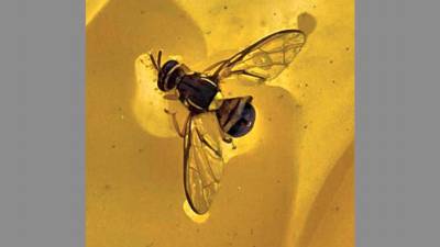 Bactrocera dorsalis, orientalska plodova muha napada več vrst sadja in zelenjave (ERSA)