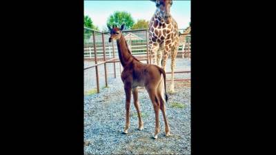 Žirafa brez lis v živalskem vrtu Bright (FACEBOOK)