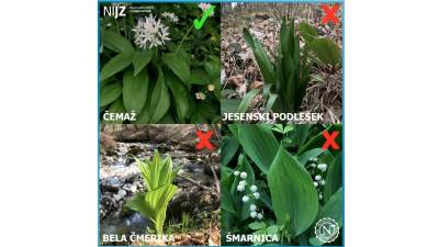 Čemaž in njemu podobne divje rastline (NIJZ)