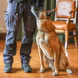Belgijski ovčar malinois Conan s svojim vodnikom Zecchinom