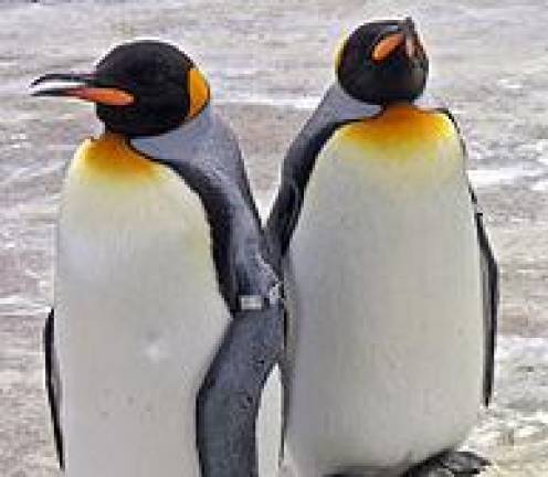 Z vesoljsko tehnologijo odkrili več koloniij cesarskih pingvinov