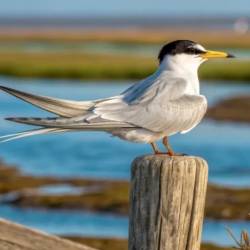 Mala čigra (Sternula albifrons) (KPSS)