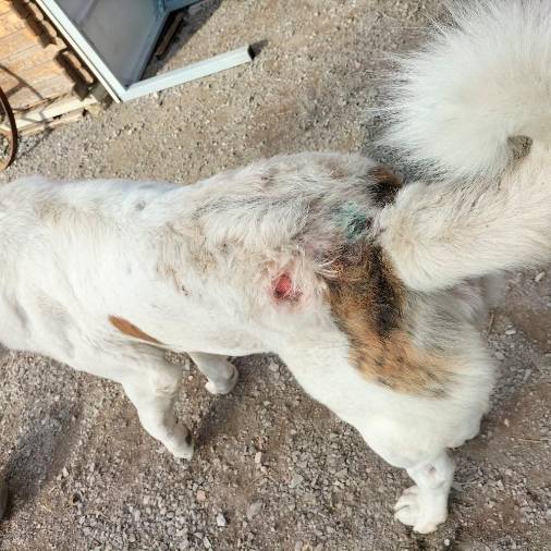 Znaki trpinčenja na psici (DRŽAVNO TOŽILSTVO)