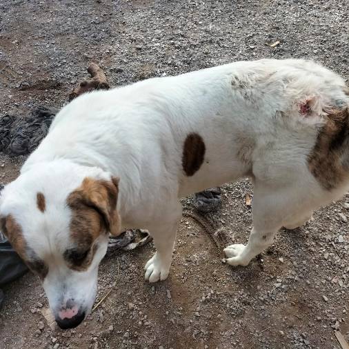 Znaki trpinčenja na psici (DRŽAVNO TOŽILSTVO)