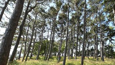 Borov gozdič (FOTODAMJ@N)