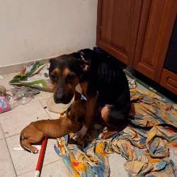 Fotografija je simbolična (OIPA)