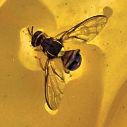 Bactrocera dorsalis, orientalska plodova muha napada več vrst sadja in zelenjave (ERSA)