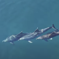 Delfine so posneli v morju med Barkovljami in Grljanom