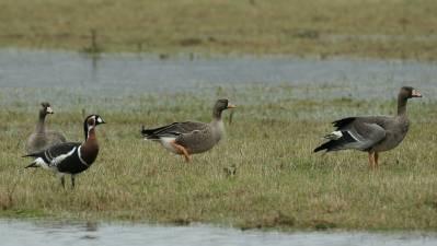 V rezervatu škocjanski zatok je kar pestro (ŠKOCJANSKI ZATOK)