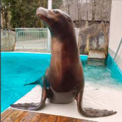 Morski lev Jip v živalskem vrtu Ljubljana (ZOO LJUBLJANA)