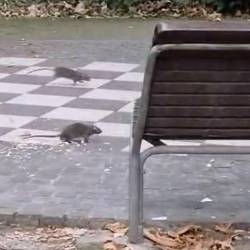 Deratizacija konec maja ni bila učinkovita, podgane je v Ljudskem vrtu videti sredi belega dne
