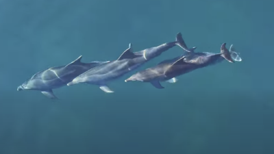 Delfine so posneli v morju med Barkovljami in Grljanom