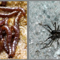 Mikroplastika je dosegla tudi najbolj oddaljene žuželke na Antarktiki (CERIC-ERIC)