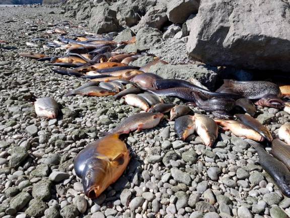 Množičen pogin rib na Soči (video)