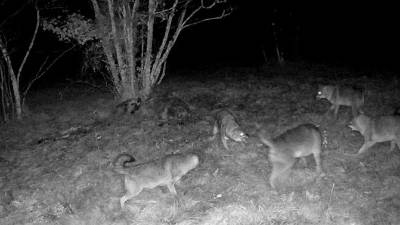 Peterica šakalov se je vrnila na območje ob repenski občinski telovadnici