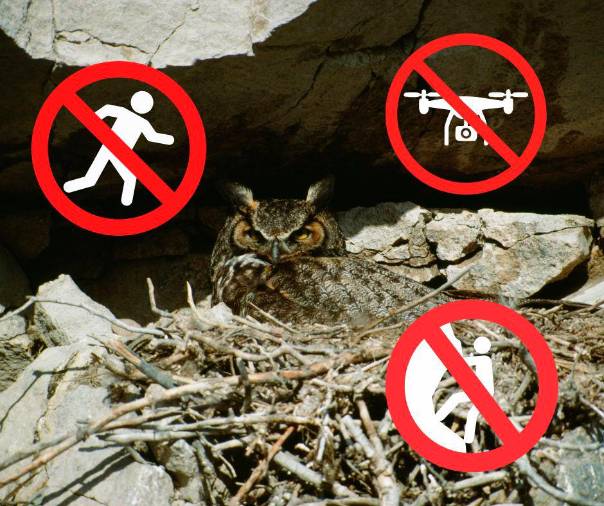 $!Velika uharica in prepovedi (NARAVNI REZERVAT DOLINE GLINŠČICE/FACEBOOK)