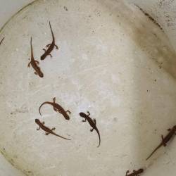 Rešeni pupki (DRUŠTVO EUGENIO ROSMANN)