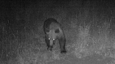 Na Frankišču pri Jamljah se je medved ujel v fotopast 17. junija 2017 (ARHIV)