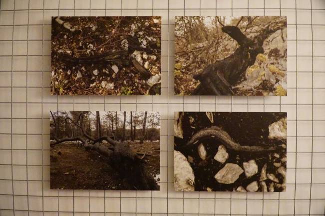 Zoglenela drevesa kot padli vojaki