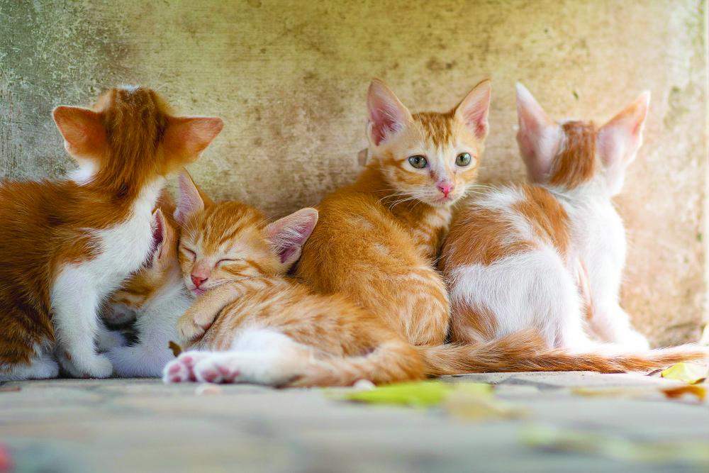 Mačke v FJK bodo morale imeti mikročip