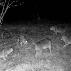 Peterica šakalov se je vrnila na območje ob repenski občinski telovadnici