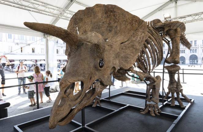 66 milijonov let star dinozaver Big John bo odslej na ogled na Floridi