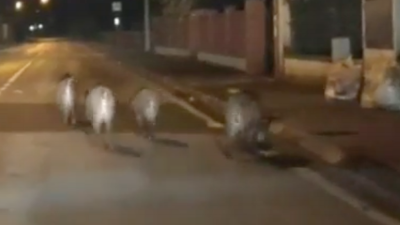 Divji prašiči v Podgori