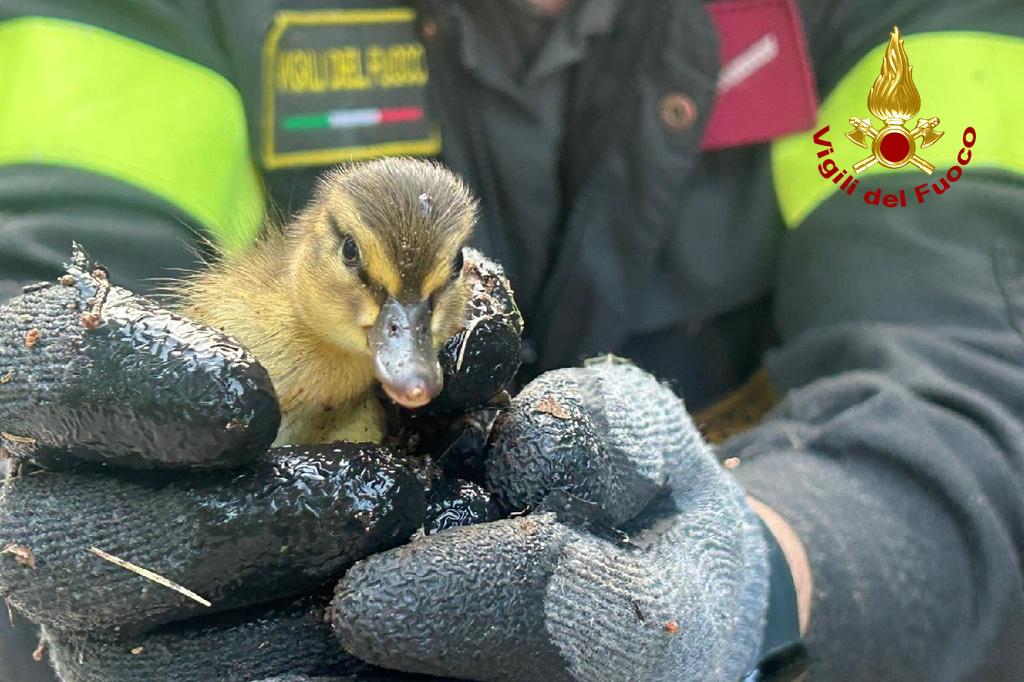 Gasilci rešili sedem račk