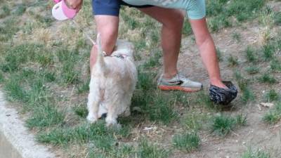 Ljudje večkrat ne pobirajo iztrebkov svojih pasjih ljubljenčkov (ARHIV)