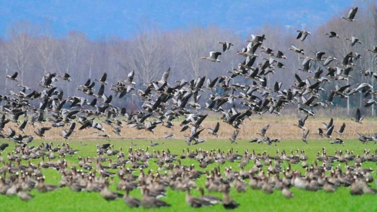 Našteli 19.340 ptic raznih vrst