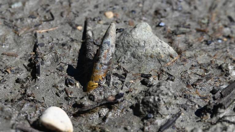 Izvor nabojev v mlaki preiskuje tožilstvo