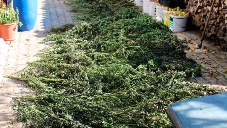 Na Postojnskem policisti zasegli večjo količino konoplje in njenih derivatov