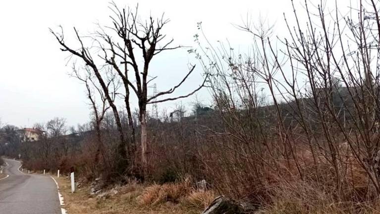 »Zoglenela drevesa ob cesti predstavljajo nevarnost in dajejo žalostno podobo«