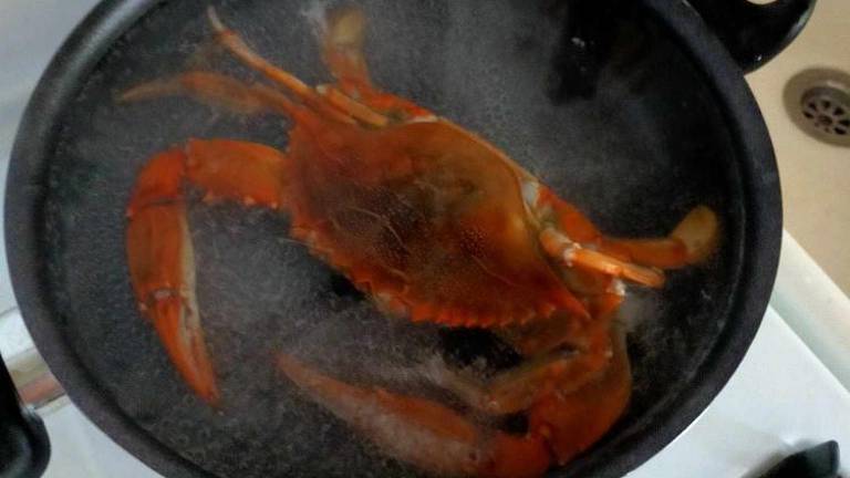 »Sinje plavajoče rakovice moramo loviti in tudi jesti«